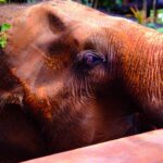 Photo Elephant sanctuary